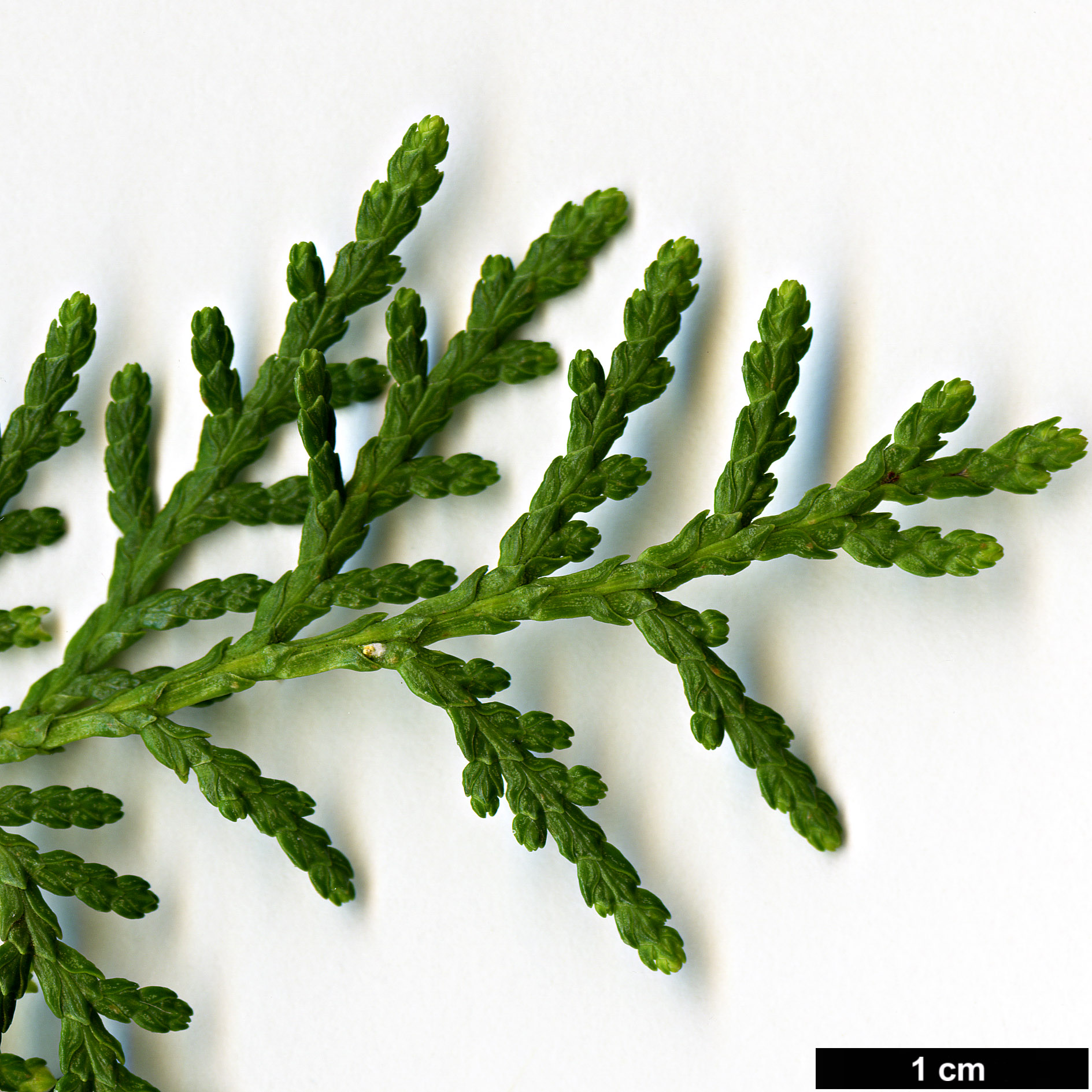 High resolution image: Family: Cupressaceae - Genus: Platycladus - Taxon: orientalis - SpeciesSub: var. xianshanensis